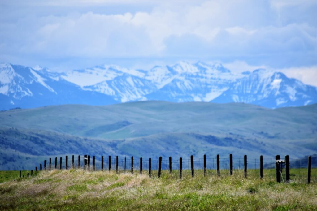 Black Wooden Fences and Green Grasses